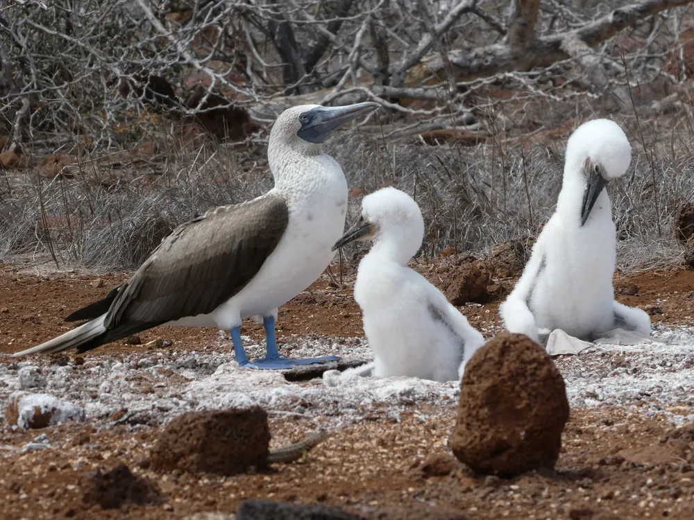 A photo Taken by Jacob Padilla. Location: Galapagos Islands